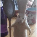 Avatar de shade12346