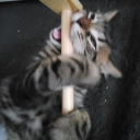 Avatar de 犬の画像 ~🌸日本🌸