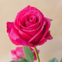 Avatar de petitefleur0637