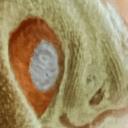 Avatar de le_conquerant_