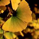 Avatar de charlo0486