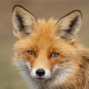 Avatar de goldennox2