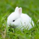 Avatar de lapindouceur