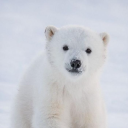 Avatar de Ours_blanc_38