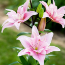 Avatar de elodieflow