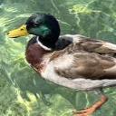 Avatar de coin_coin1