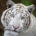 Avatar de trigreblanc2.0