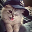 Avatar de Moggy