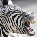 Avatar de lezebreenfolie