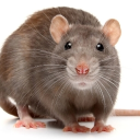 Avatar de RongeurDuPacific