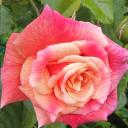 Avatar de drap_housse