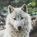 Avatar de 0_038018nymeria378