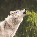 Avatar de 0_038018nymeria378