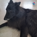 Avatar de Maxime-Chani