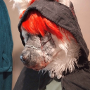 Avatar de koazynka_wolf