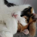 Avatar de Universal Teapot