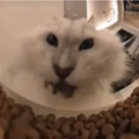 Avatar de vroum_vroum