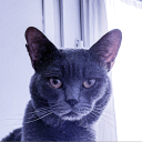 Avatar de DreamSaphir