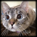 Avatar de discovery6115