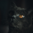 Avatar de Kira Material