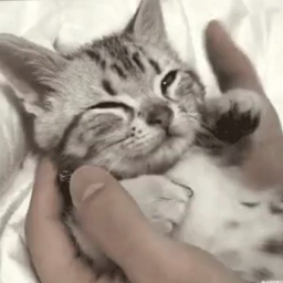 Avatar de Une Loutre