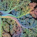 Avatar de missallice