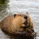 Avatar de Le castor des il