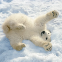 Avatar de bebeourspolaire