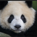 Avatar de lesbriacins