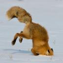 Avatar de Ｍａｅｓｔｒｏ様