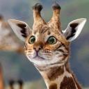 Avatar de pommealexandre