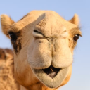 Avatar de Le Chameau