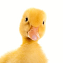 Avatar de colonel coin coin