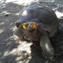 Avatar de tortue_veloce