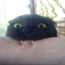 Avatar de snowlevrai
