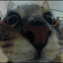 Avatar de saur933