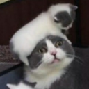 Avatar de Le chat chelou (ban injustement)