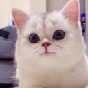 Avatar de gooliaterook