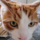 Avatar de didi2belugafr