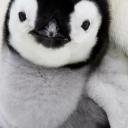 Avatar de Dynamite Craft