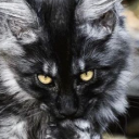 Avatar de ⚠ D R A G O N ☢