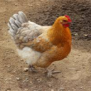 Avatar de Poulet_Obscur