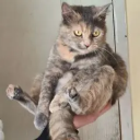 Avatar de maitre_chat