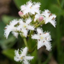 Avatar de menyanthe.