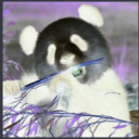 Avatar de cicine (je suis un mec ok?)