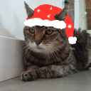 Avatar de Tiger.man.is.better.than.you