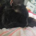 Avatar de maitressefeline