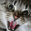 Avatar de maniac7730