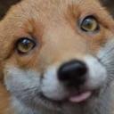 Avatar de alexfox_11