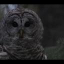 Avatar de hiboucaché